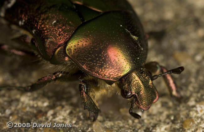 Rose Chafer (Cetnia aurata) - oblique view of head and thorax