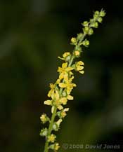 Agrimony