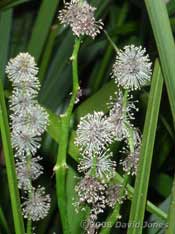 Branched Bur-reed