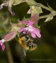 Carder Bee on Red Campion