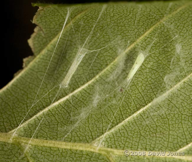 Apple Leaf Miner hammocks