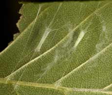 Apple Leaf Miner hammocks