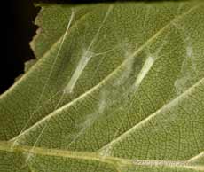 Apple Leaf Miner hammocks