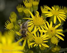 Honey Bee on Ragwort