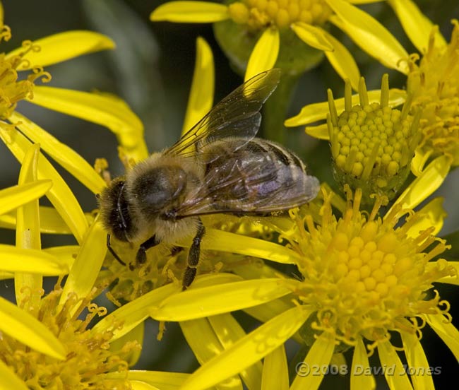 Honey Bee on Ragwort - 2