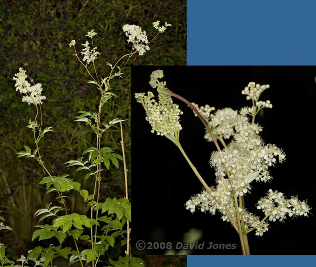 Meadowsweet