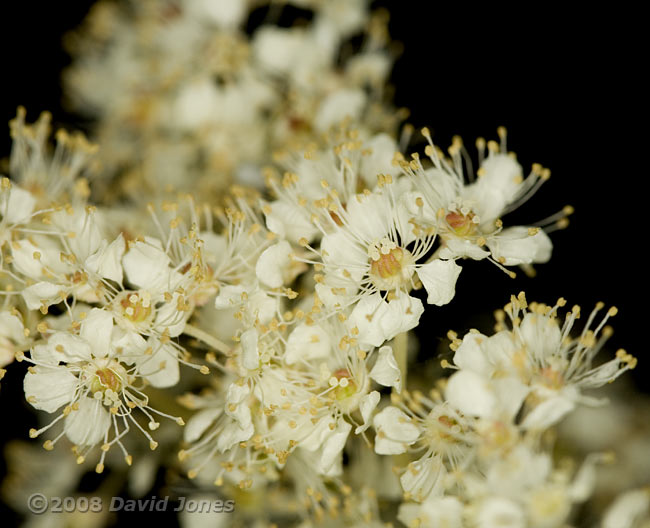 Meadowsweet - close-up