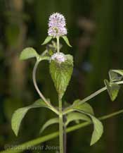 Water Mint