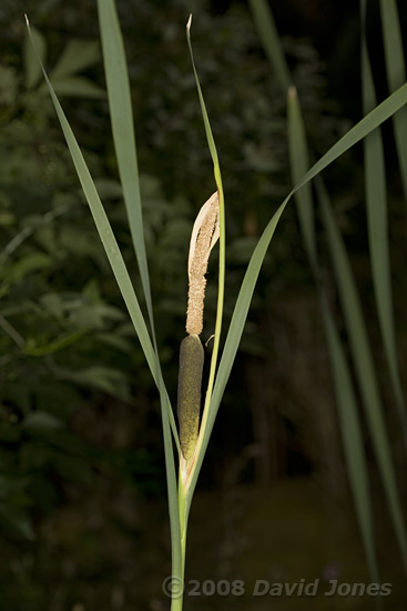 Reedmace