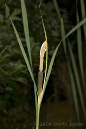 Reedmace