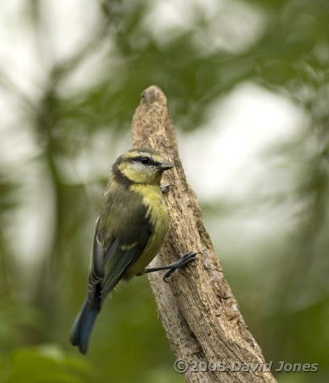 Juvenile Blue Tit