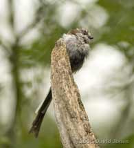 Long-tailed Tit