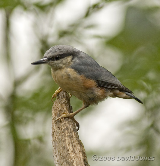 Nuthatch