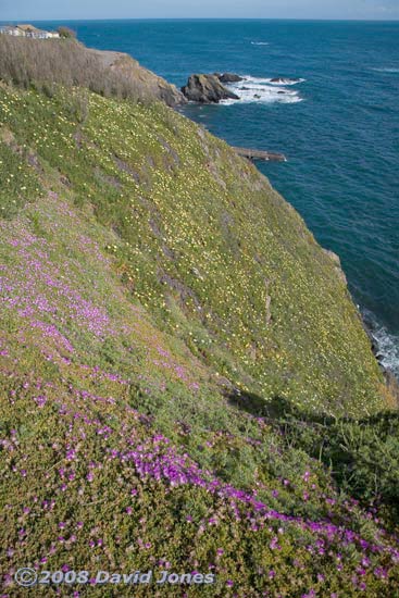 Cliff at Lizard Point covered with Hottentot Figs and Purple Dewplants