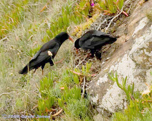 Chough parents forage at Lizard Point