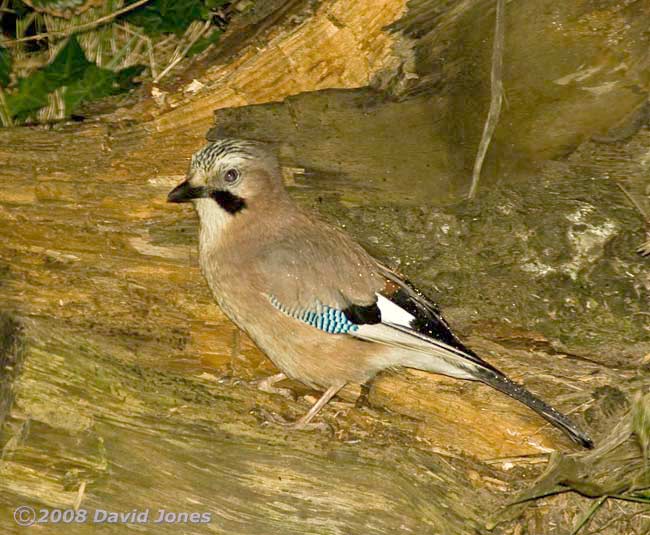 A Jay at Pinetrees campsite