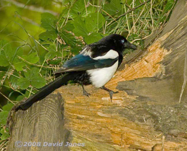 A Magpie at Pinetrees campsite