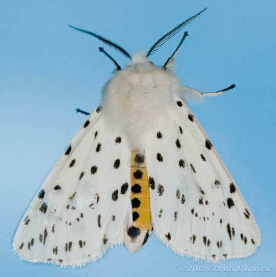 White Ermine Moth (Spilosoma lubricipeda) - 1