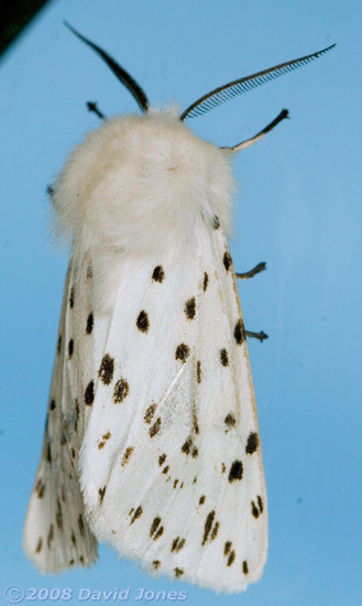 White Ermine Moth (Spilosoma lubricipeda) - 2