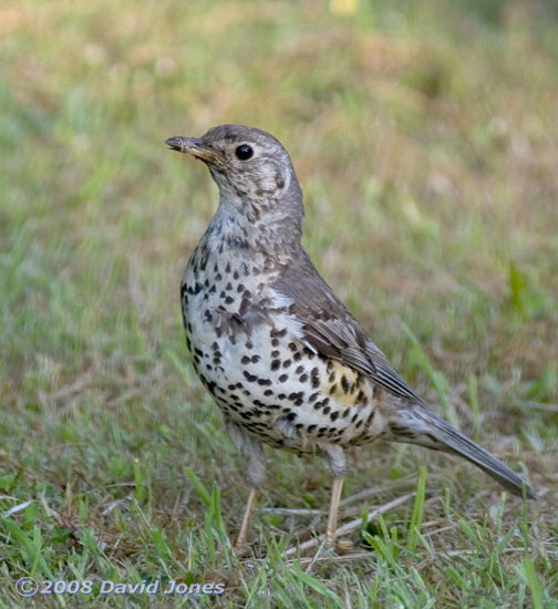 Mistle Thrush at Pinetrees campsite - 1