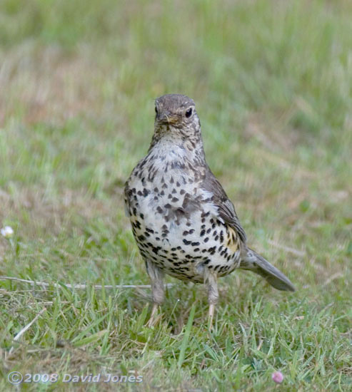 Mistle Thrush at Pinetrees campsite - 2