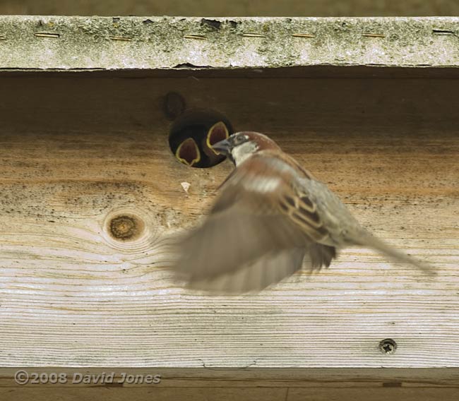 Male House Sparrows and chicks