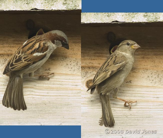 House Sparrows and their chicks