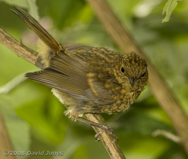 Robin juvenile - 1