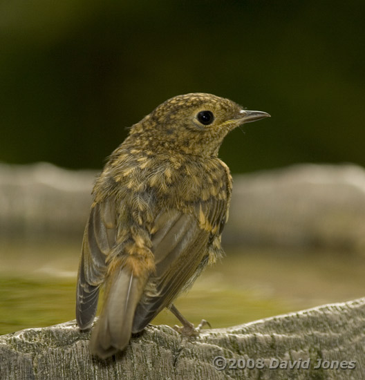 Robin juvenile - 2