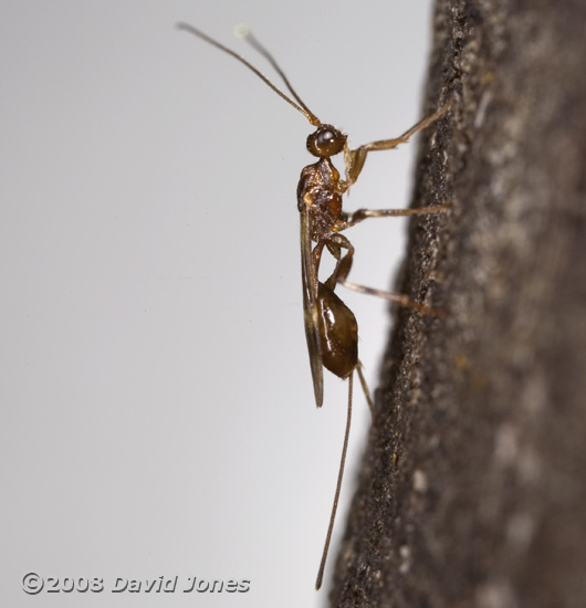 Unidentified ichneumon fly