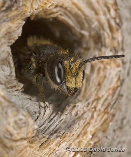 Solitary bee looks out of hole - 2