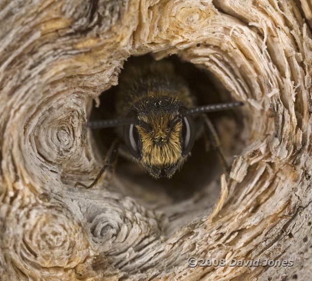 Solitary bee looks out of hole - 1