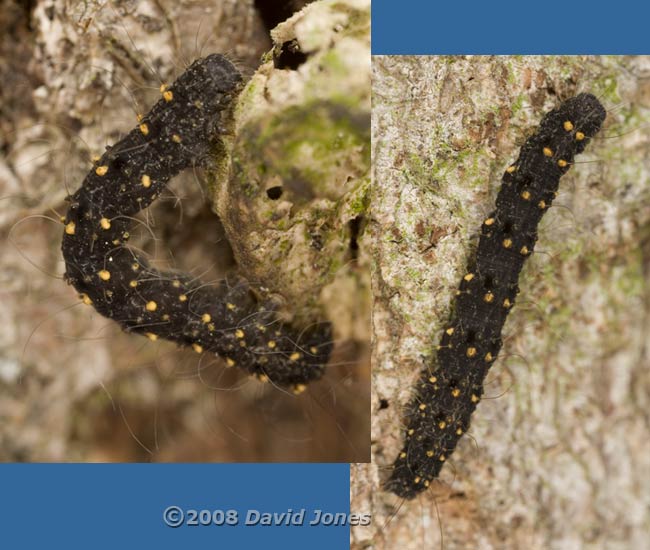 caterpillars on bee hotel