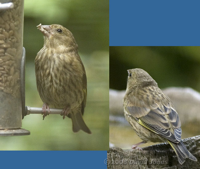 Greenfinch juvenile at feeder