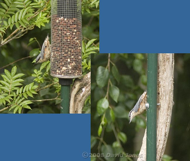 Nuthatch at feeder