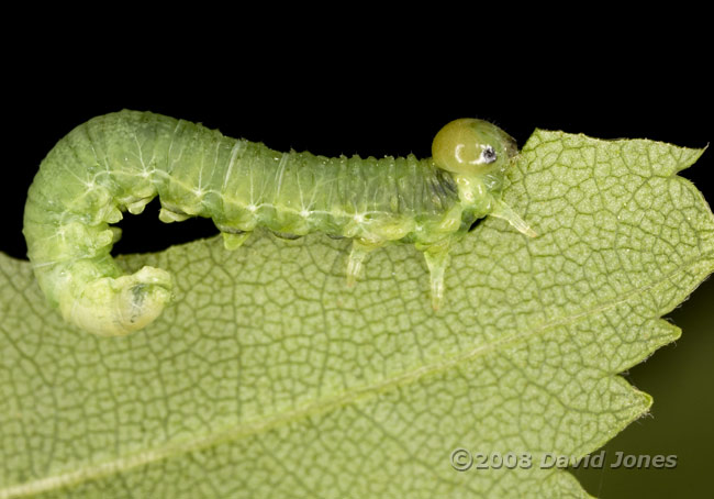 Sawfly larva on Birch leaf