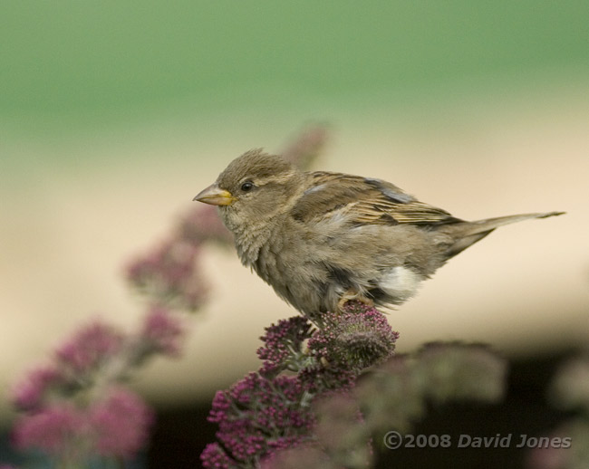 Sparrow fledgling on Buddlea bush