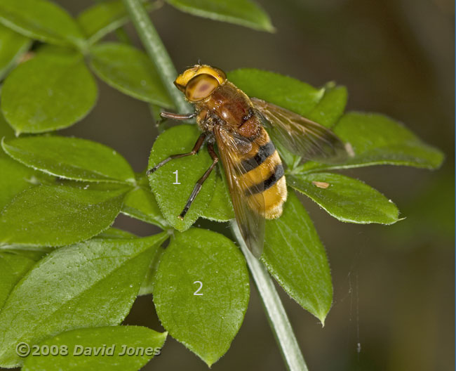 Volucella zonaria (a hoverfly)