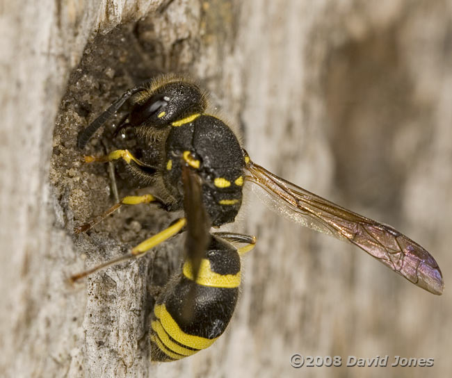 Unidentified Potter Wasp - 1
