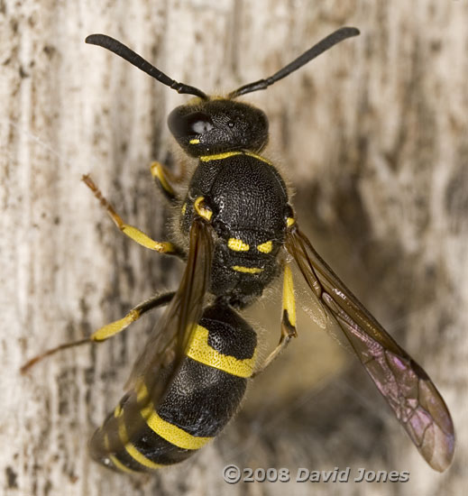 Unidentified Potter Wasp - 2