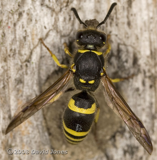 Unidentified Potter Wasp - 3