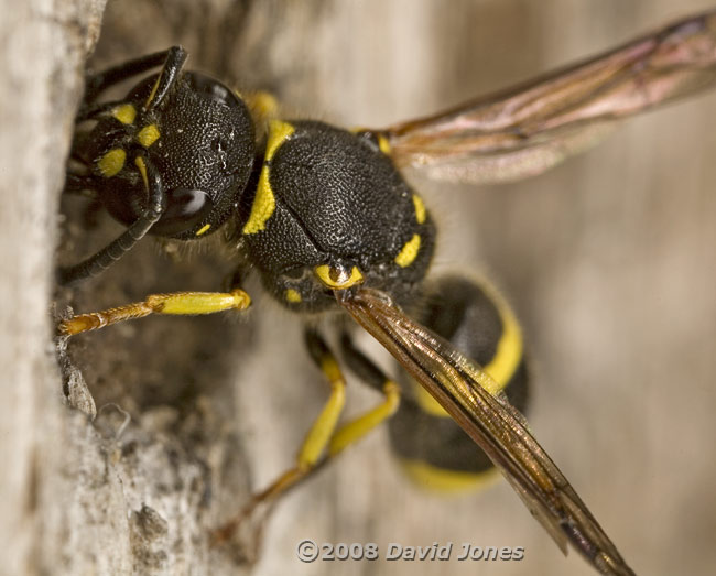 Unidentified Potter Wasp - 4