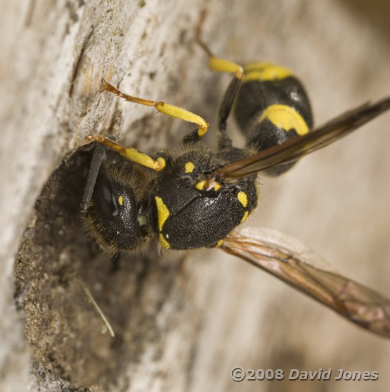 Unidentified Potter Wasp - 5