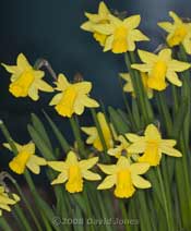 Daffodils