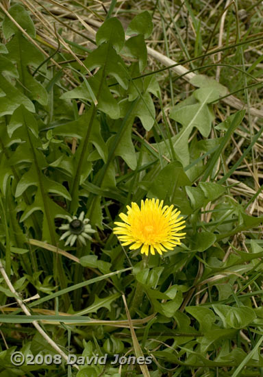First Dandelion of the year