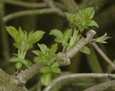 Young leaves on the Elder