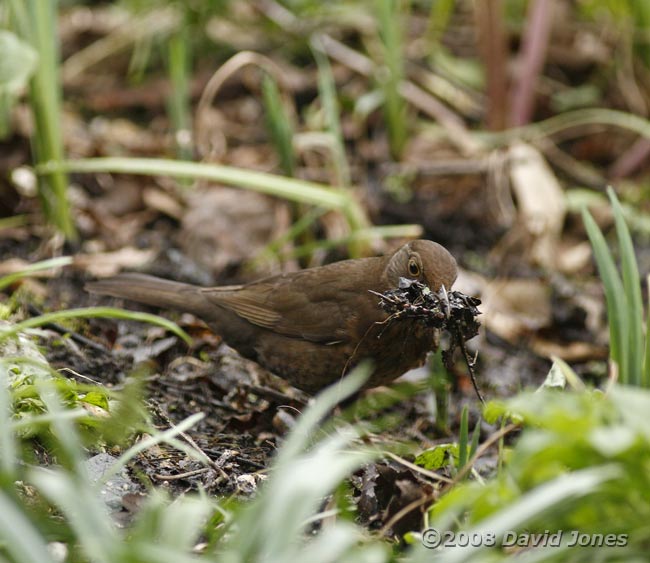 Female Blackbird collects nest building materials - 1