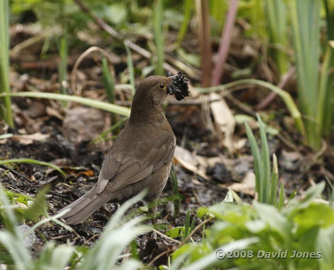 Female Blackbird collects nest building materials - 2
