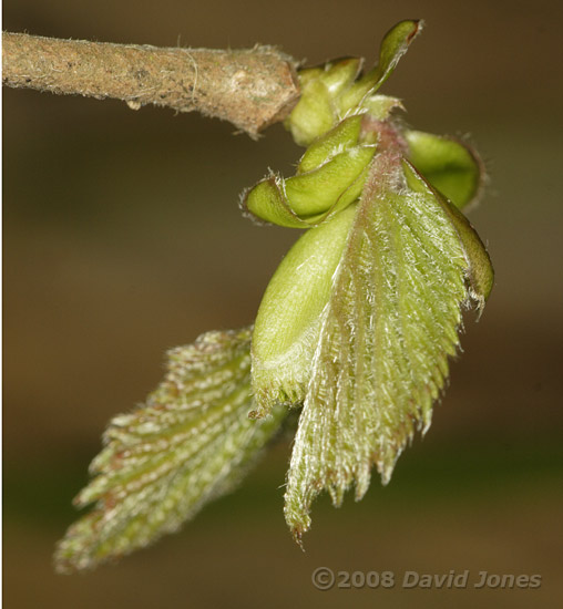 The buds on the Hazels (cob nuts) have burst
