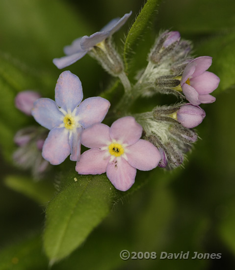 The first Water Forget-me-nots are in flower